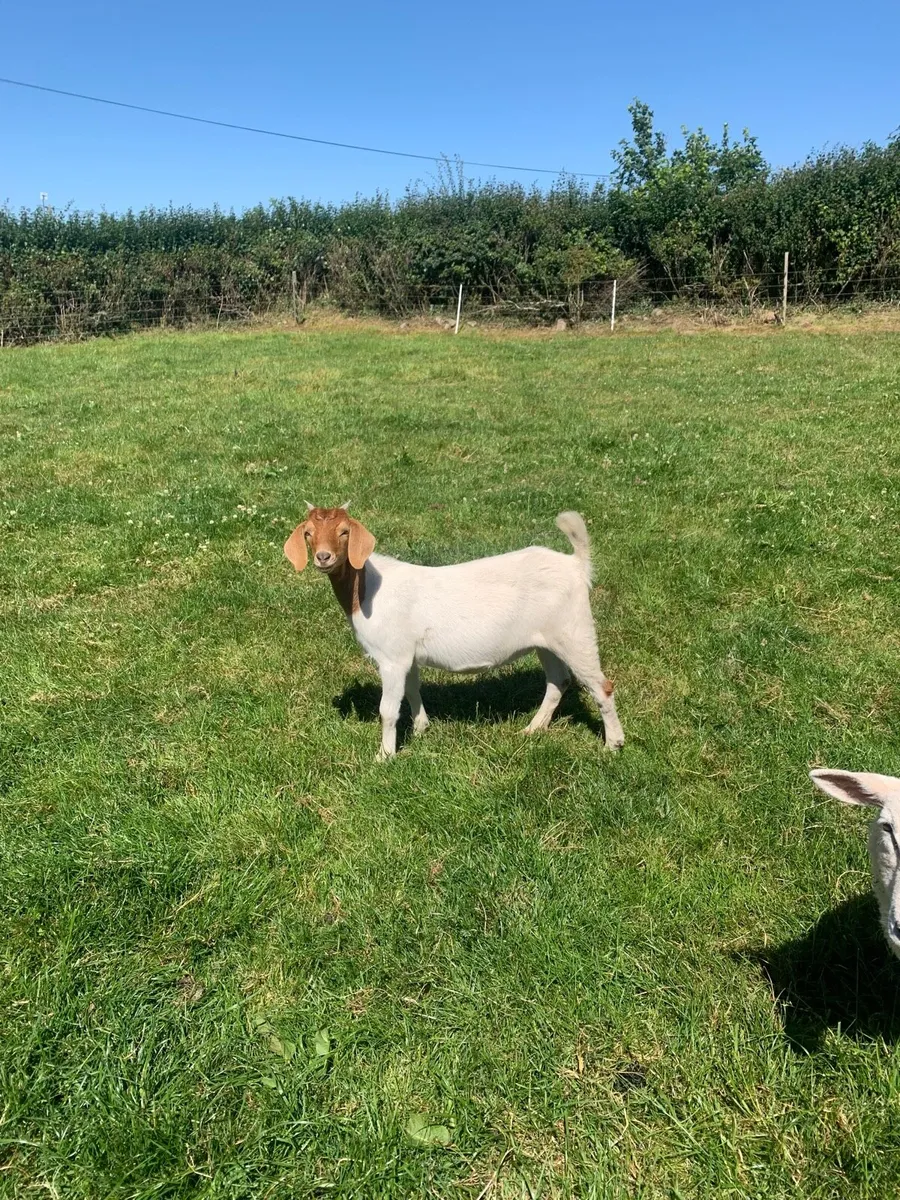 Female Boer - Image 2