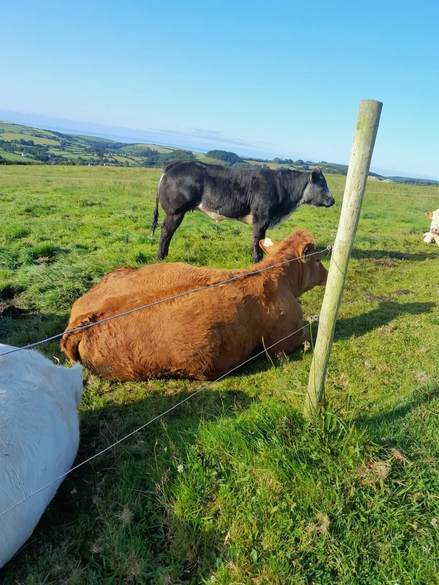 Cowmaker/Show Heifer - Image 2