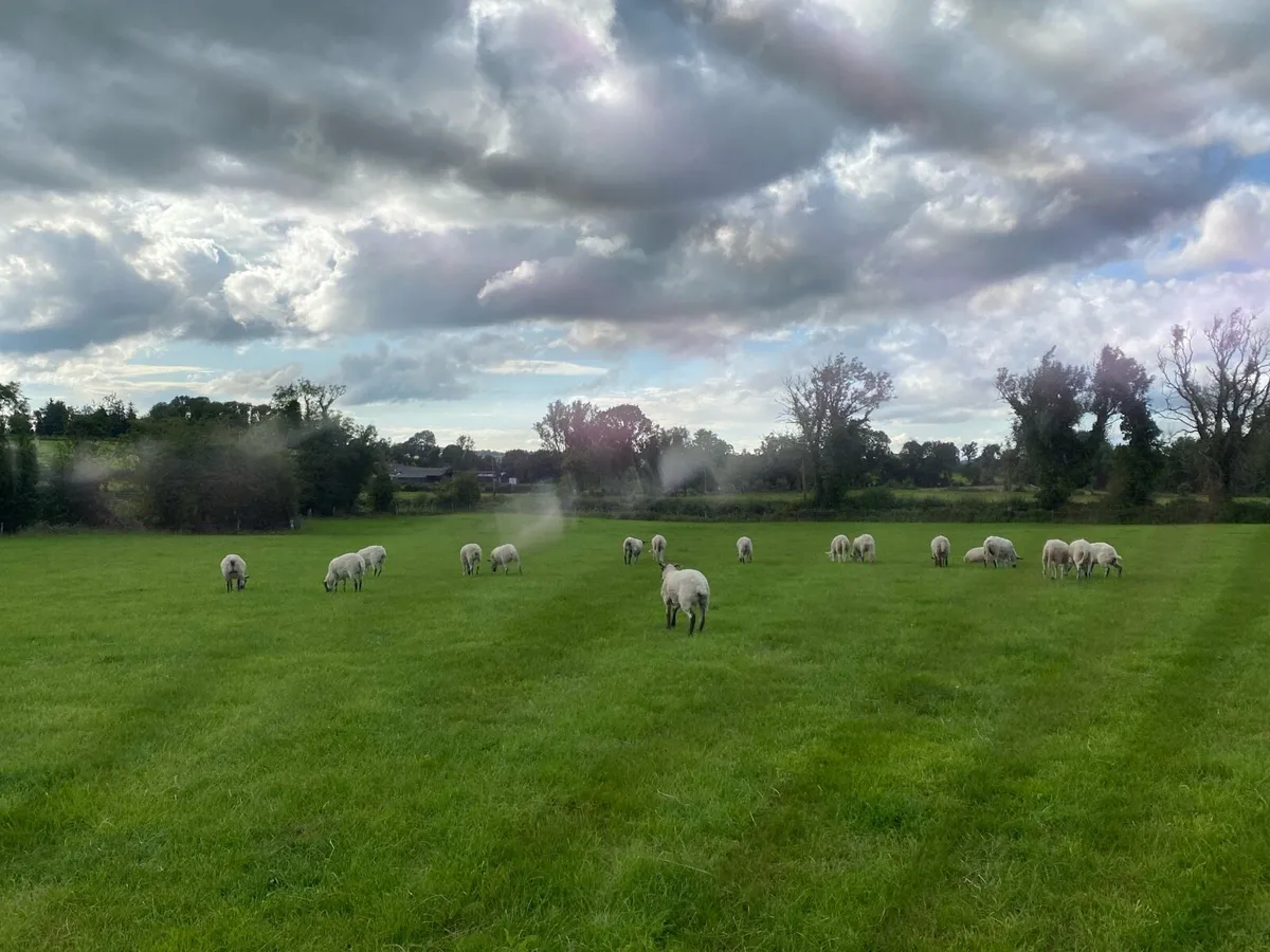 17 super Ewe Hoggets - Image 2