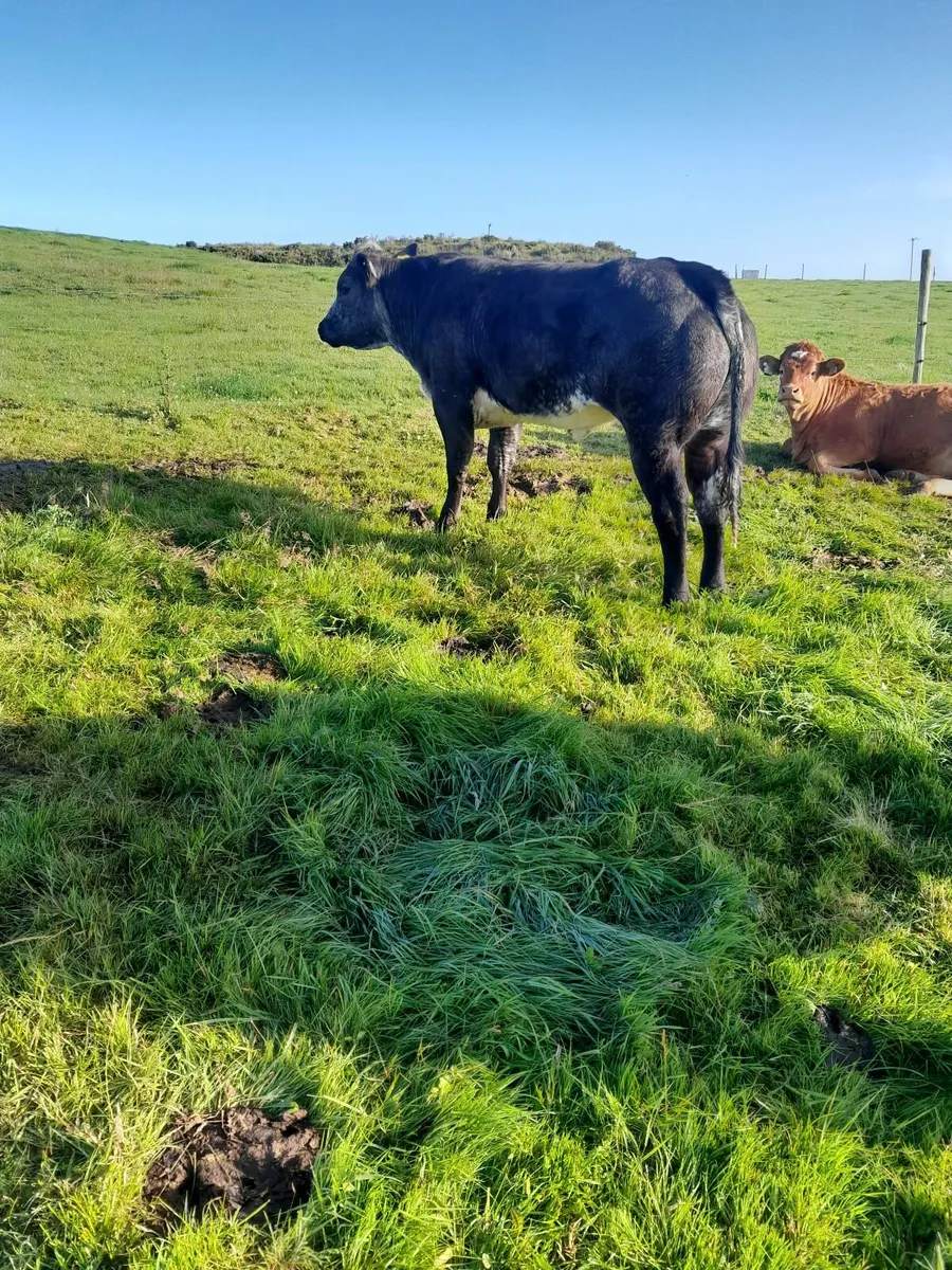Cowmaker/Show Heifer - Image 3
