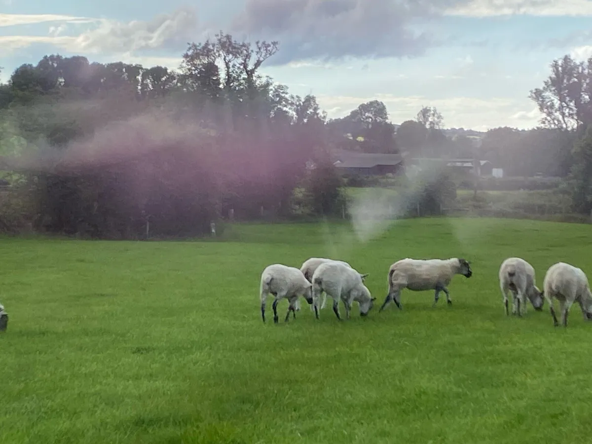 17 super Ewe Hoggets - Image 3