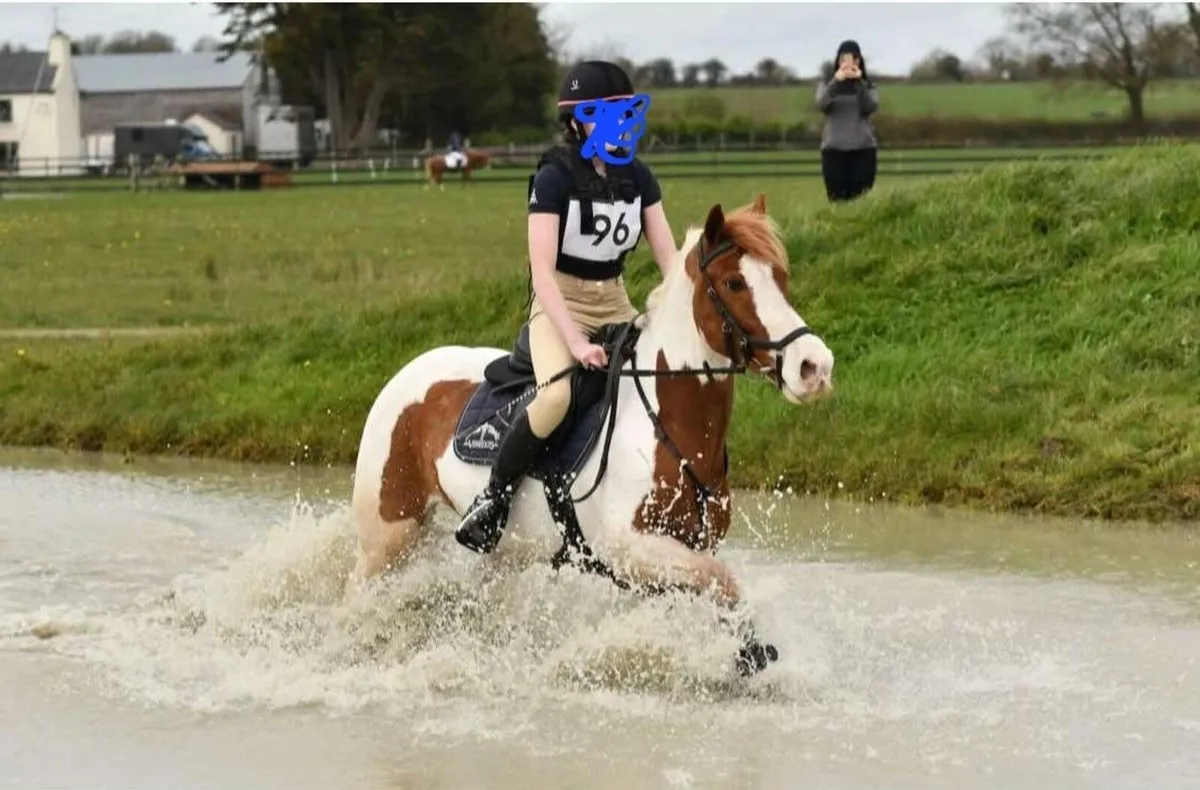 Amazing allrounder 14'2 Pony - Image 2