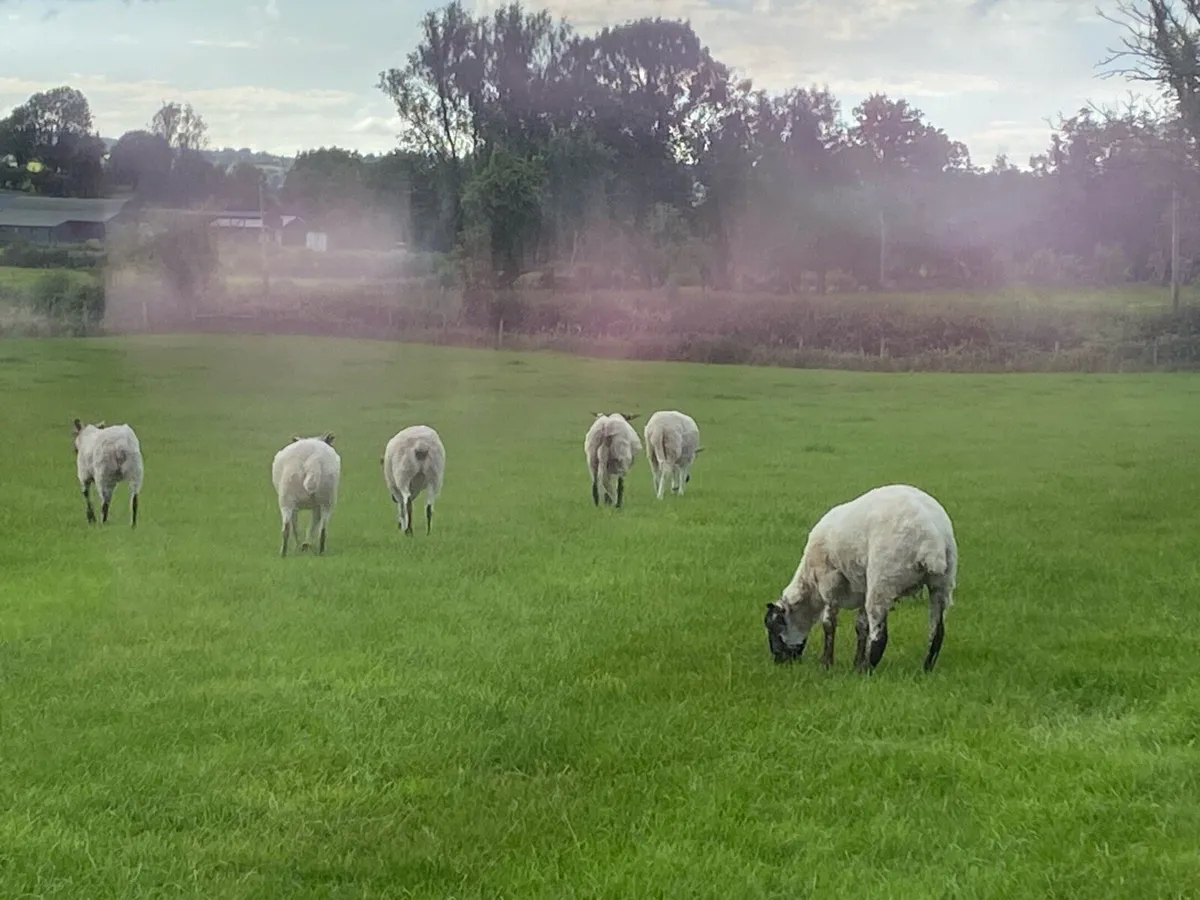 17 super Ewe Hoggets - Image 4