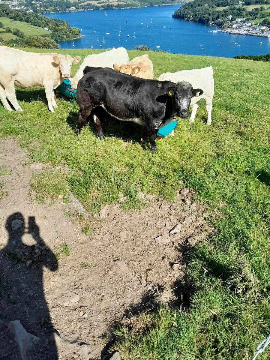 Cowmaker/Show Heifer - Image 4