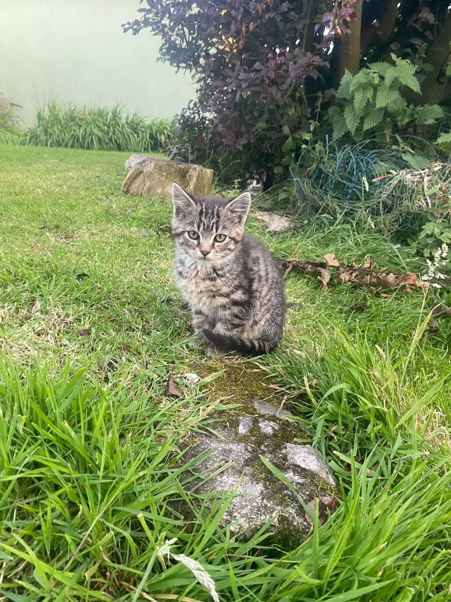 Kittens - Image 1