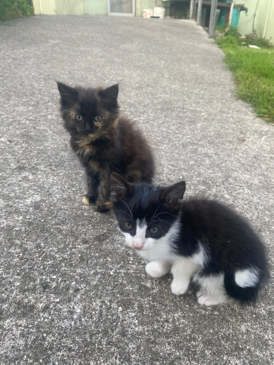 Kittens - Image 2