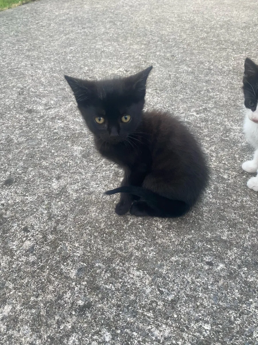 Kittens - Image 3