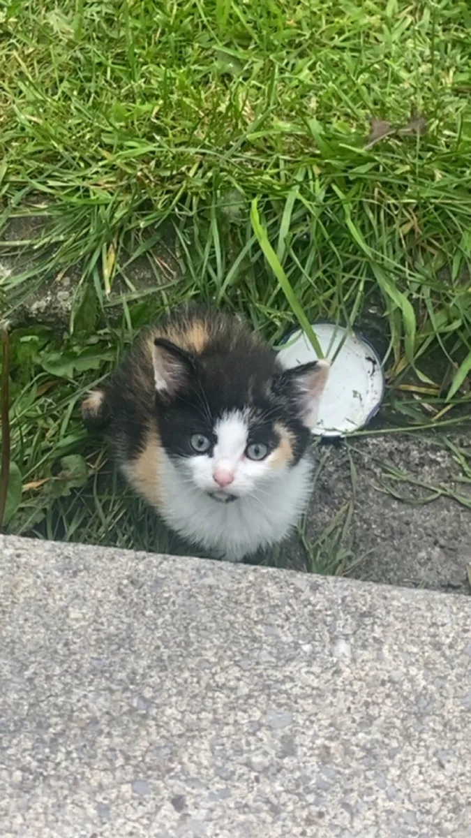 Kittens - Image 4