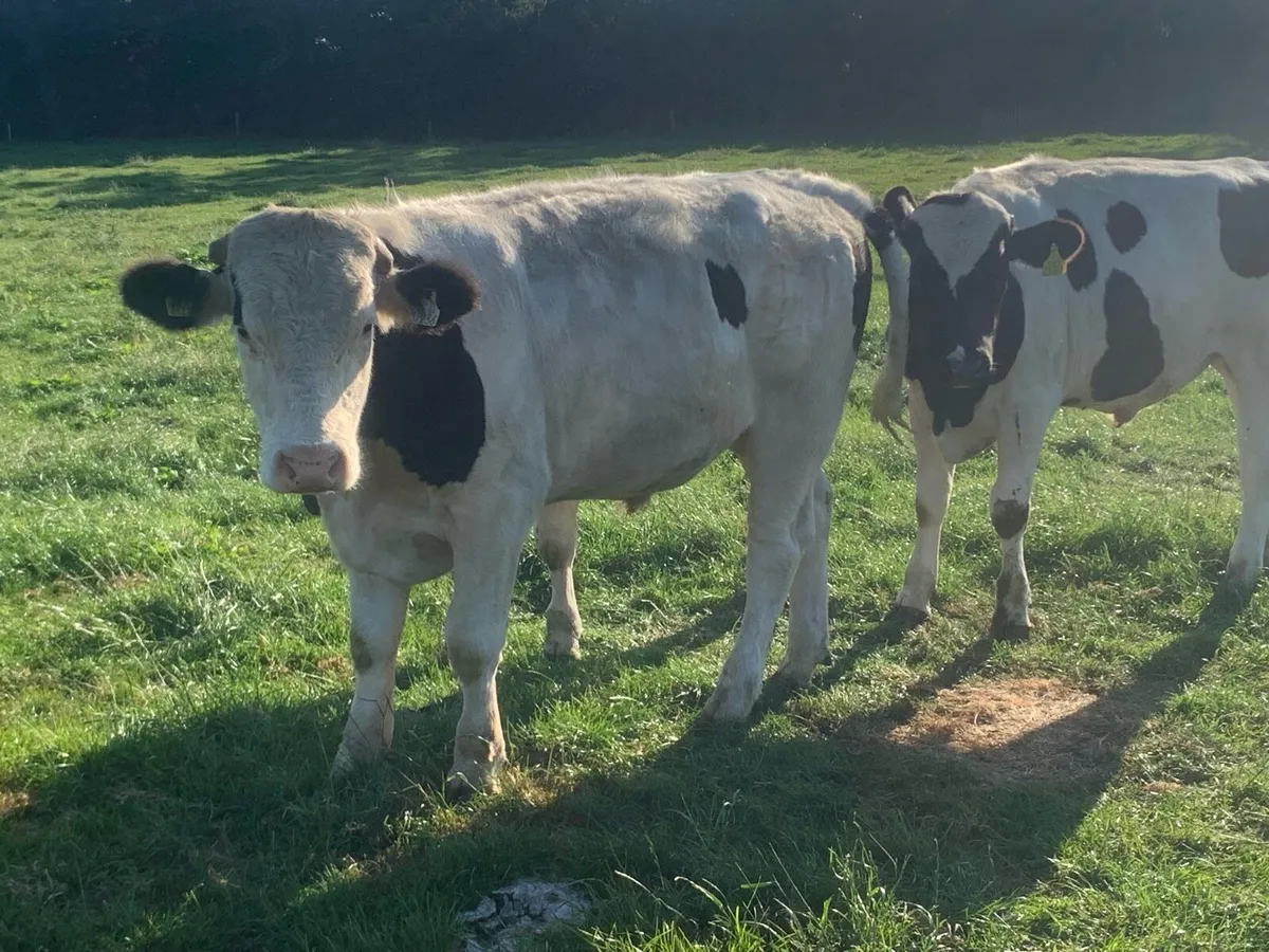 British fr bullocks - Image 1