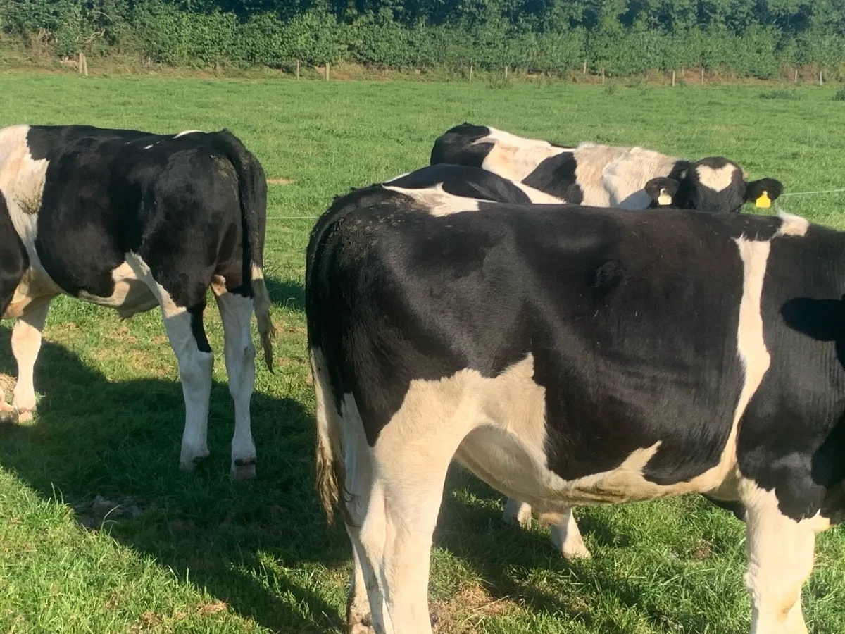 British fr bullocks - Image 2