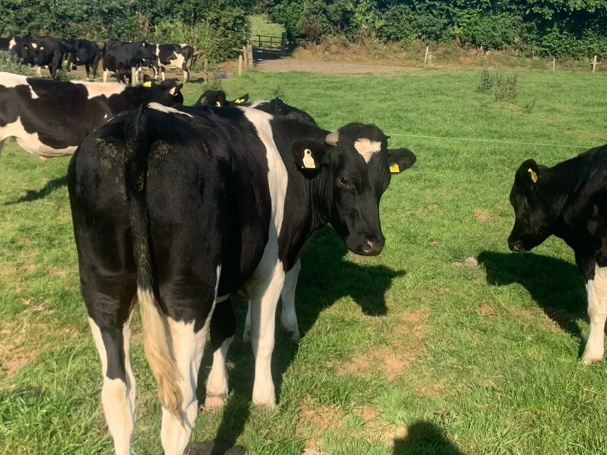 British fr bullocks - Image 3