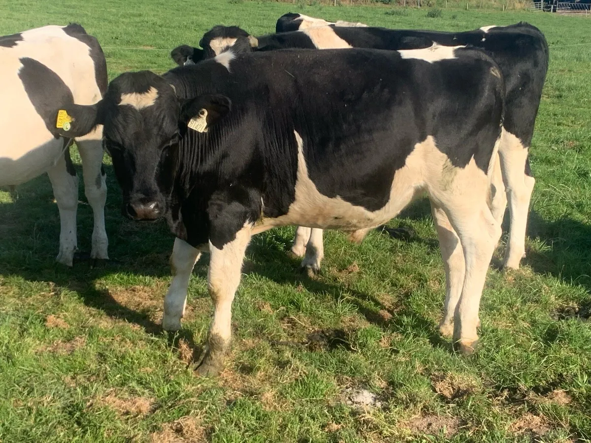 British fr bullocks - Image 4
