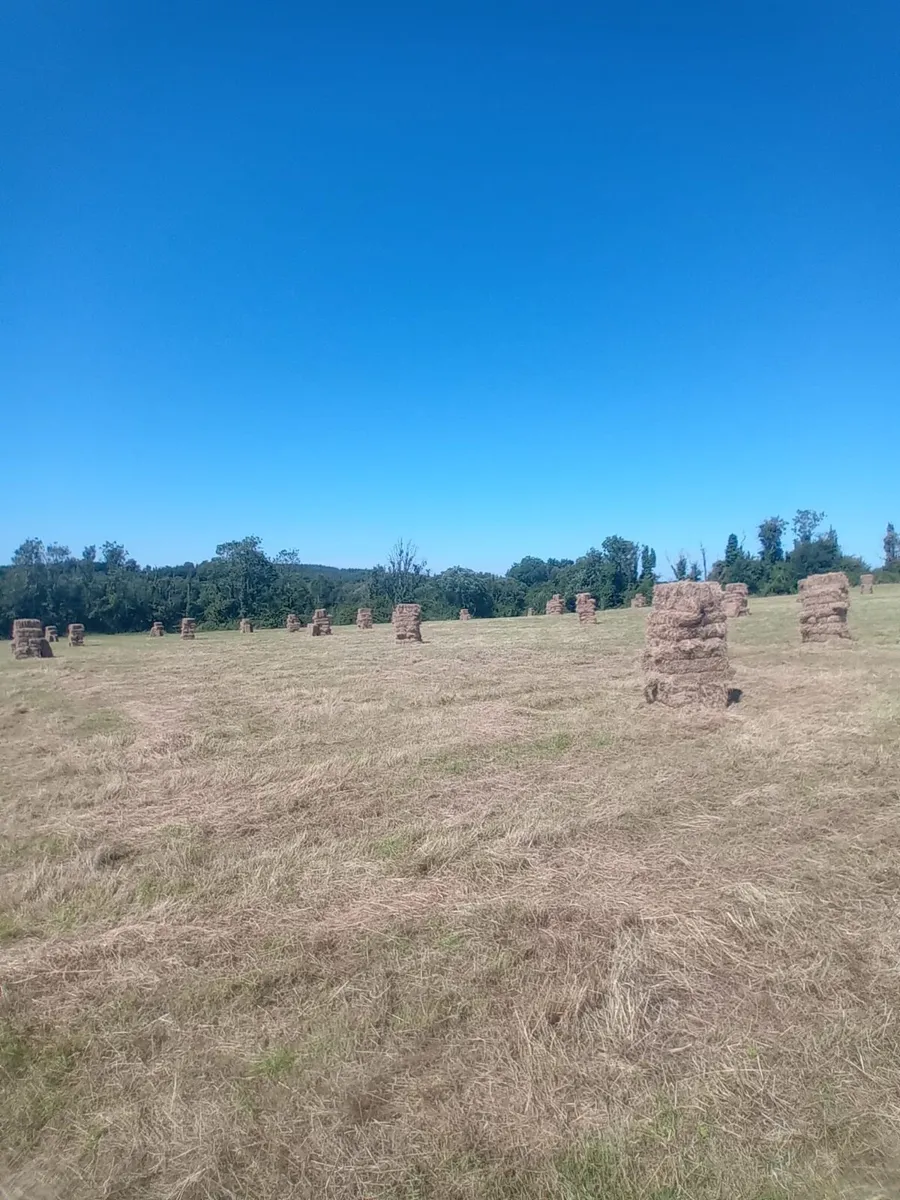 Square bales of hay - Image 1