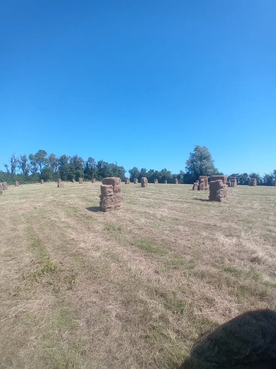 Square bales of hay - Image 2
