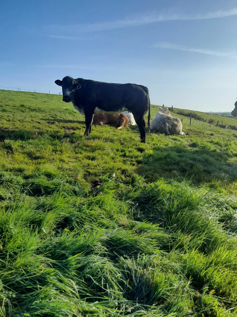 Cowmaker/Show Heifer - Image 1