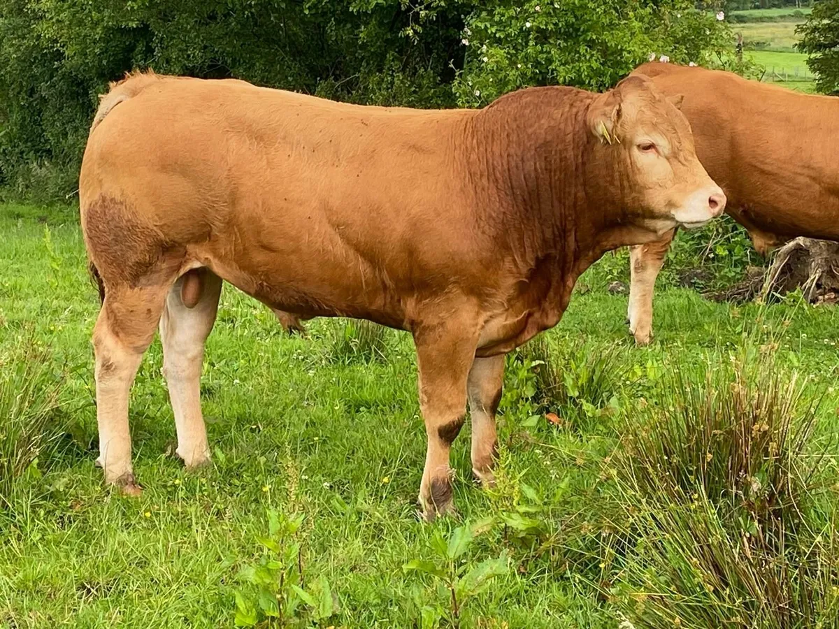Limousin Bull - Image 4