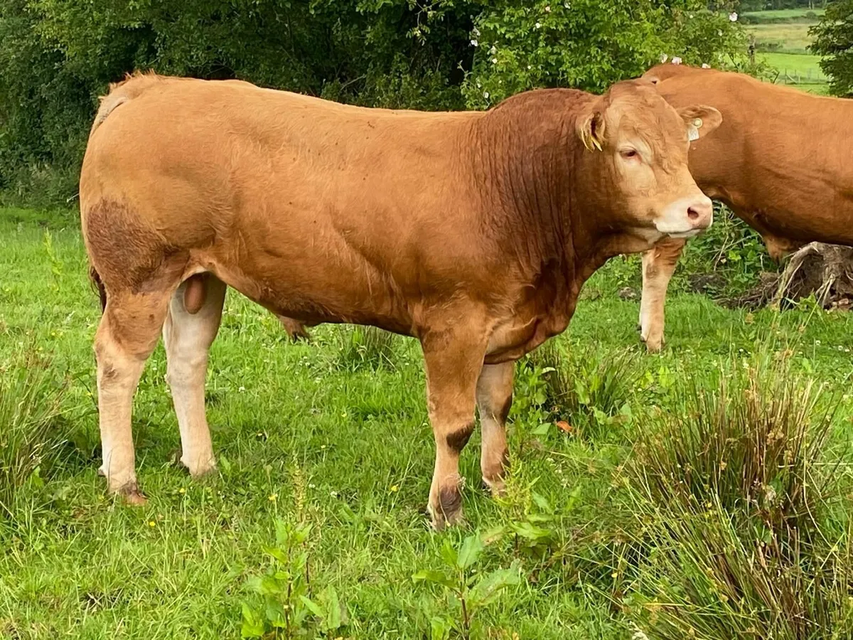 Limousin Bull - Image 1