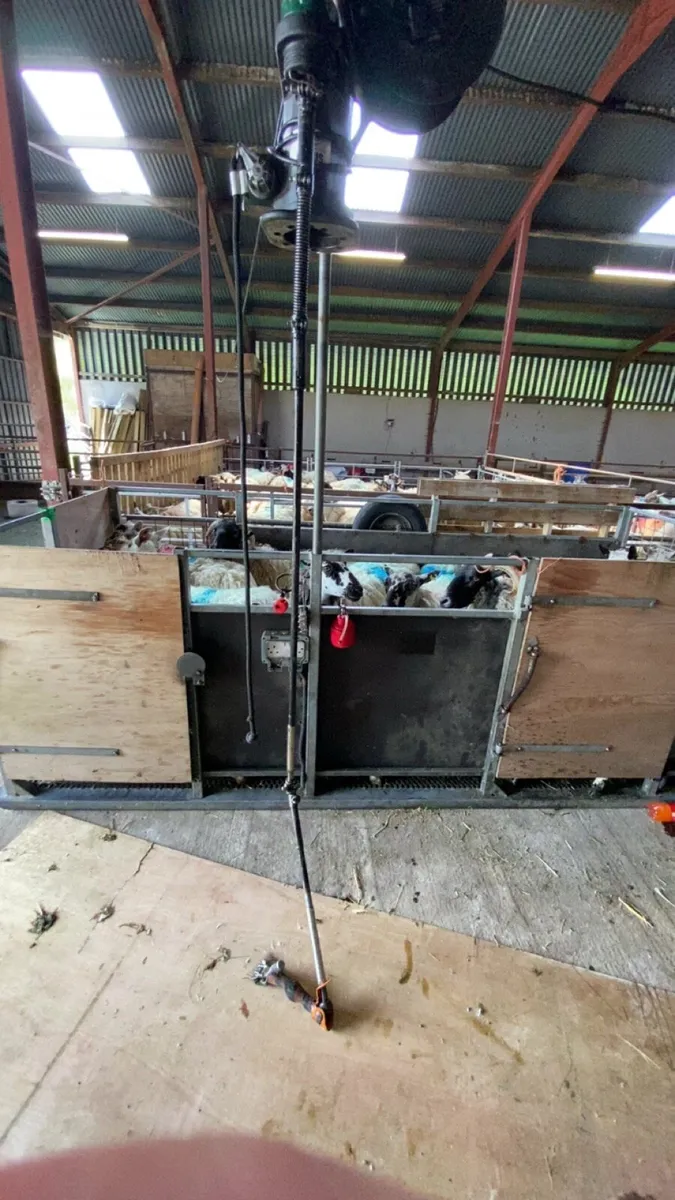 Sheep shearing - Image 3