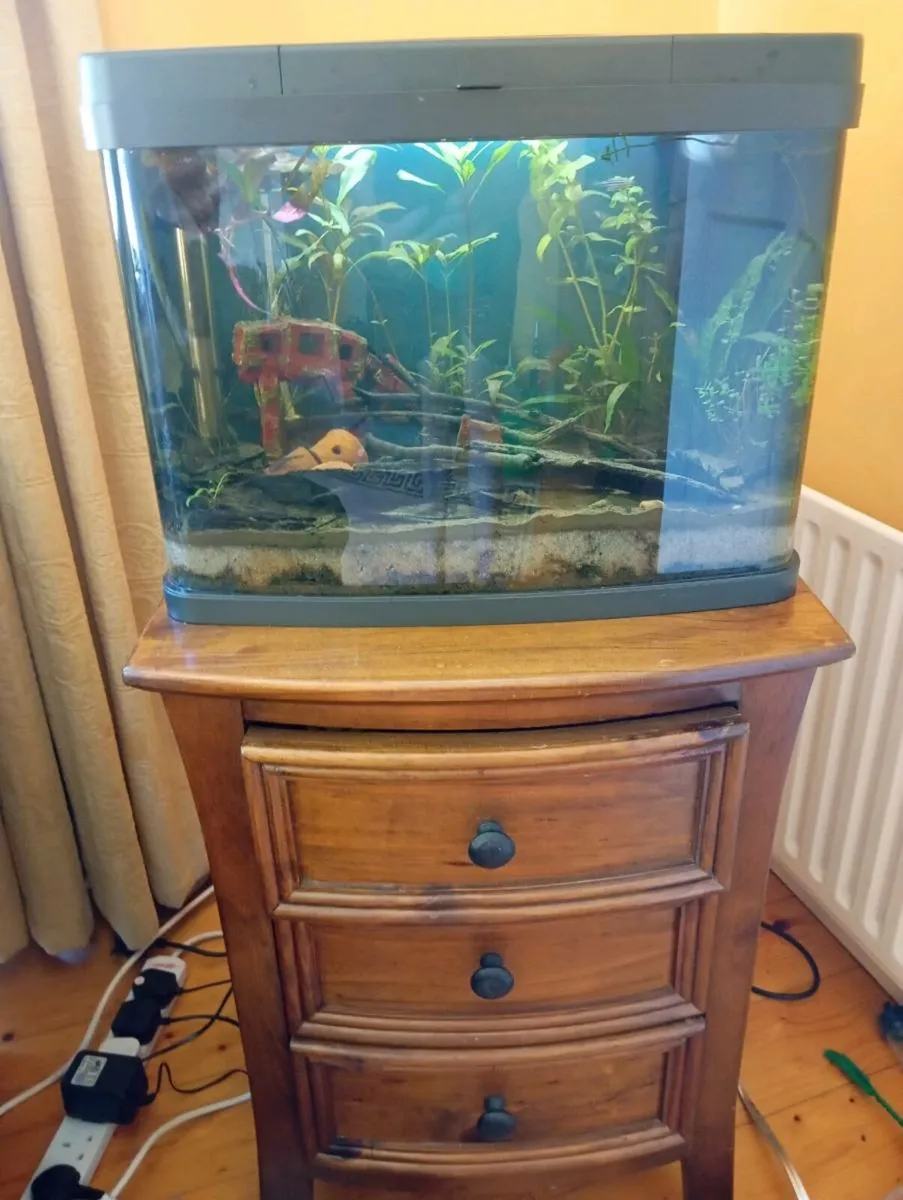 Love Fish. Panorama curved glass aquarium 40L - Image 2