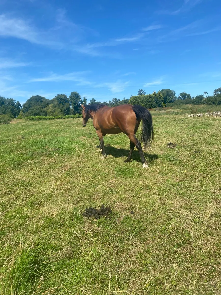 Horse - Image 1