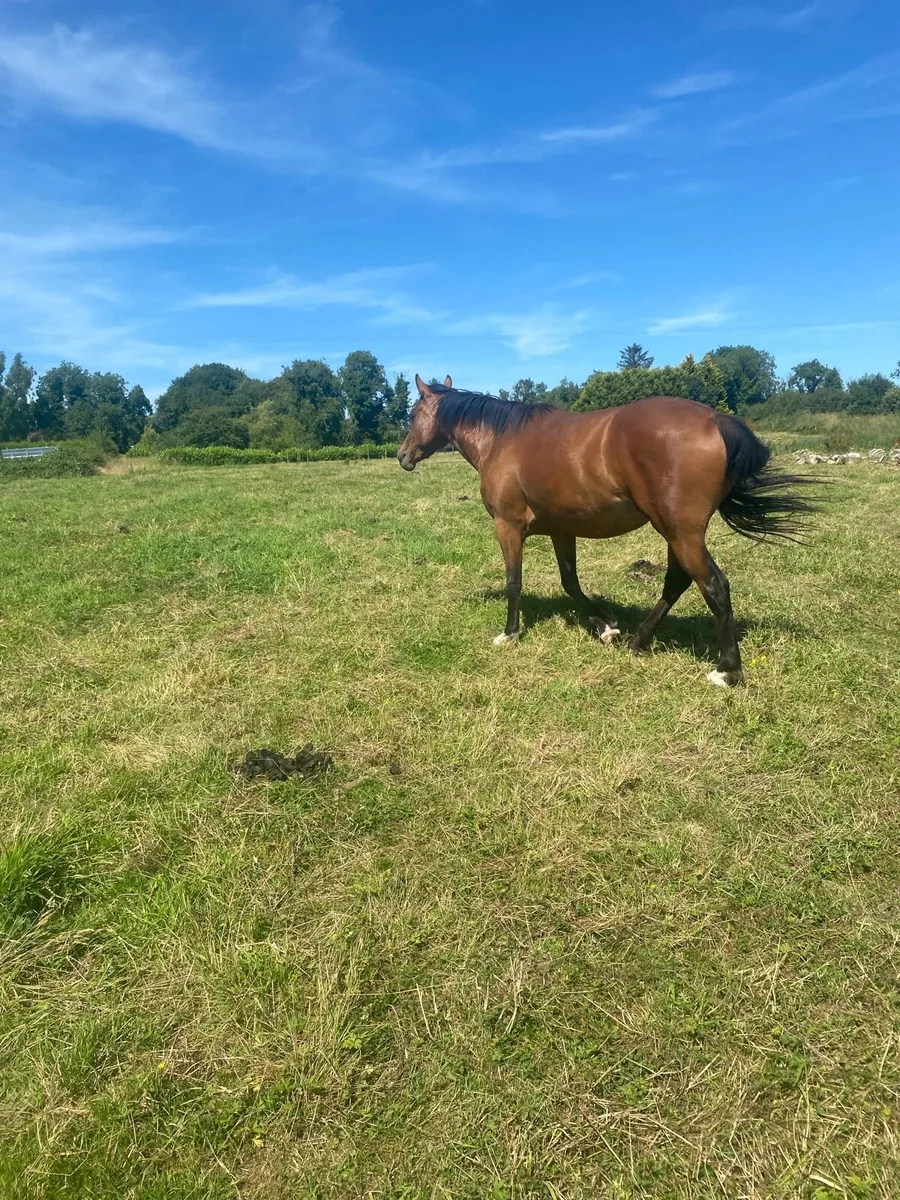 Horse - Image 2