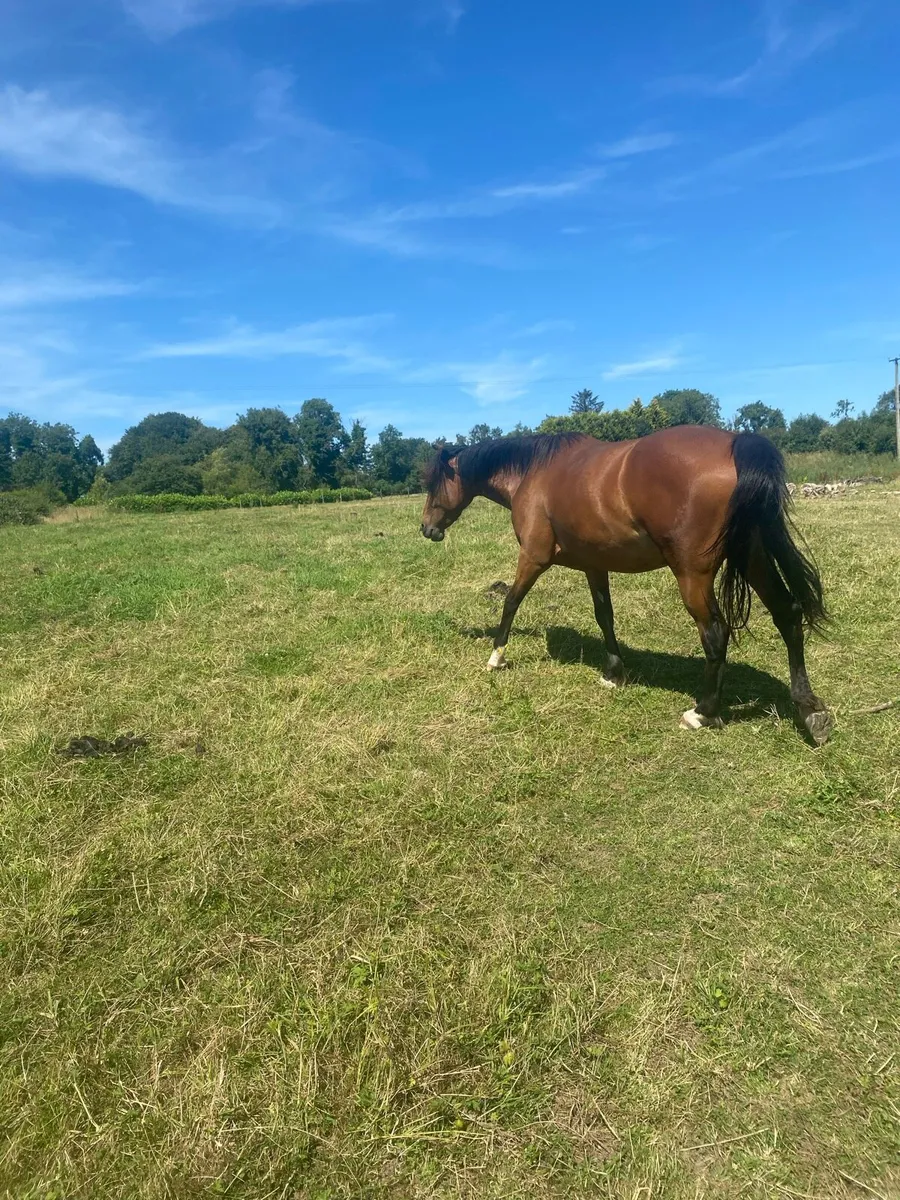 Horse - Image 3