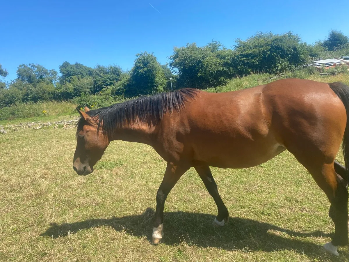 Horse - Image 4