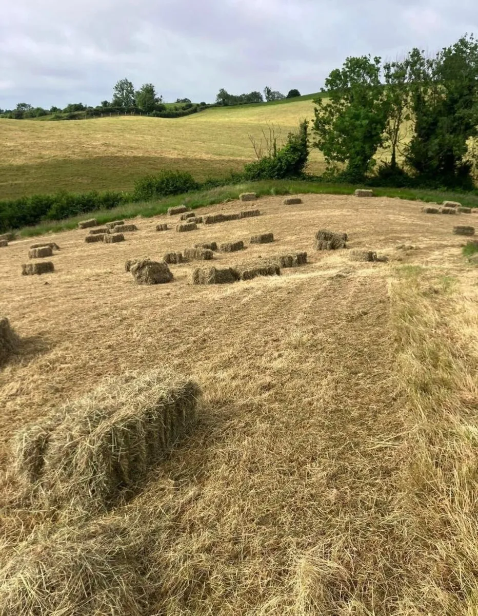 Hay- €2.50 per bale - Image 2