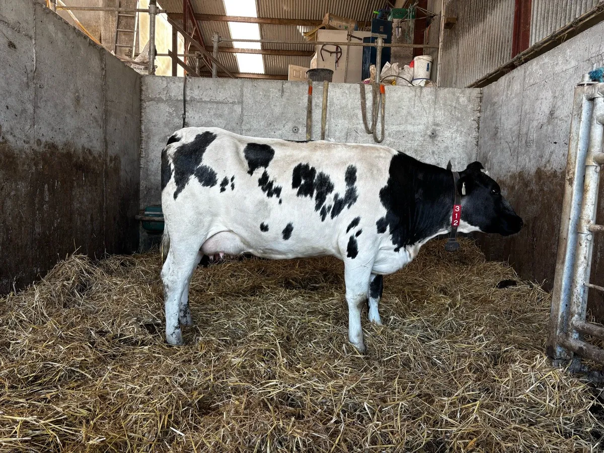 BBX In Calf Heifer - Image 1