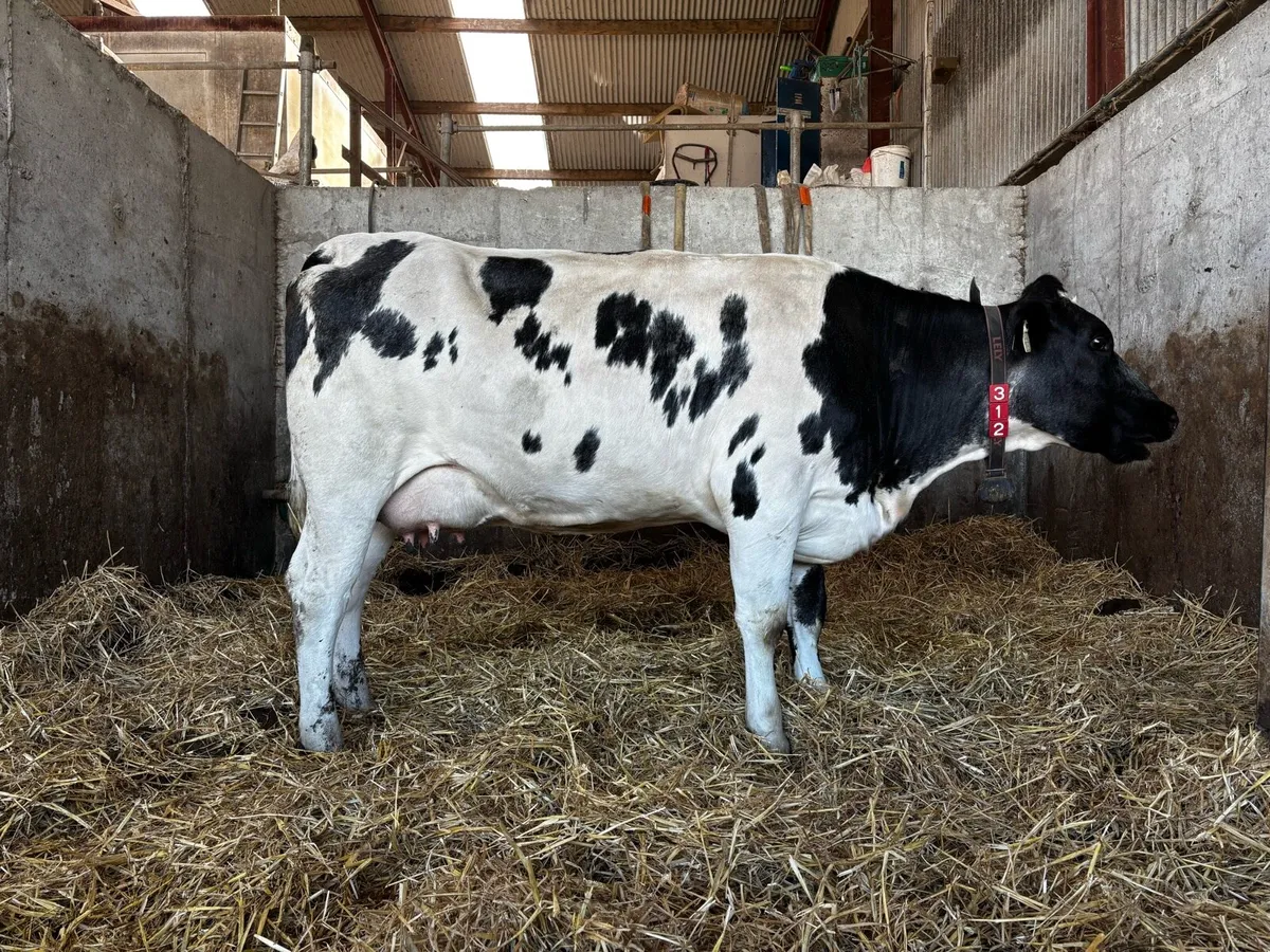 BBX In Calf Heifer - Image 2