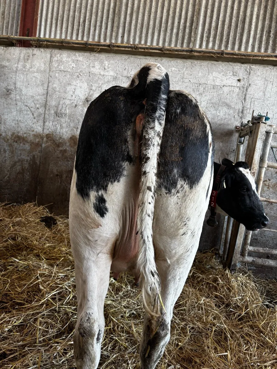 BBX In Calf Heifer - Image 3