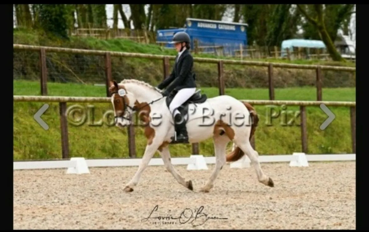 Amazing allrounder 14'2 Pony - Image 4