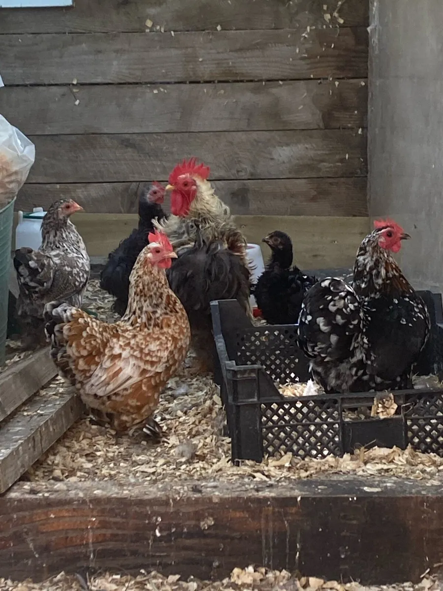 Pekin Bantam - Image 2