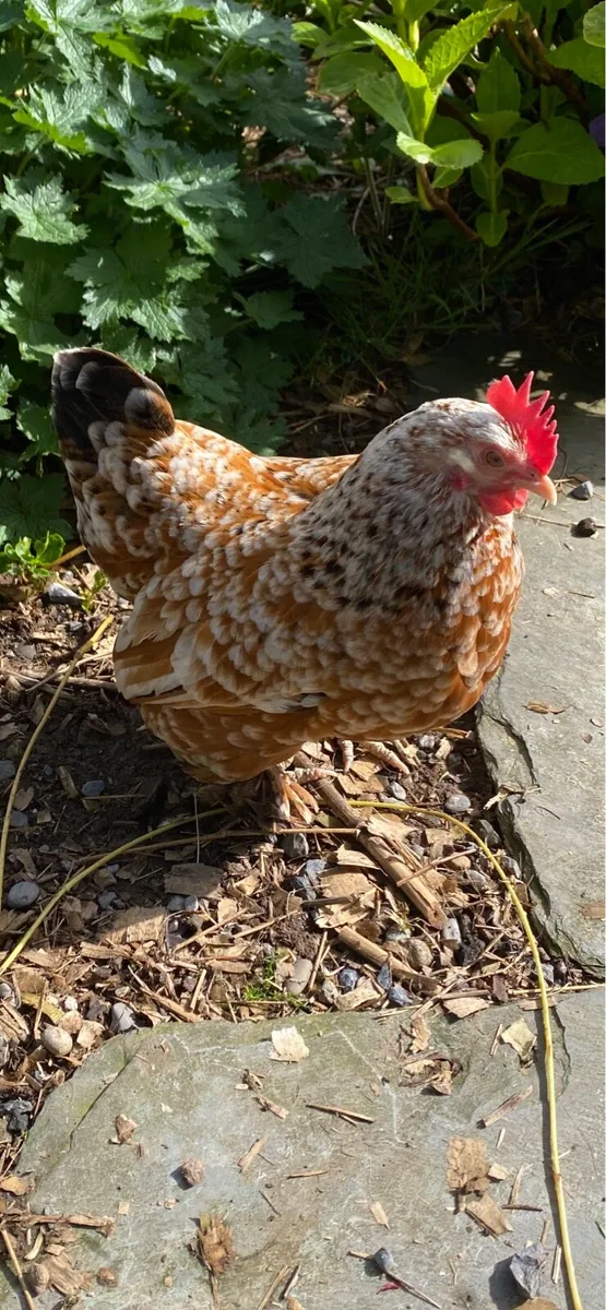 Pekin Bantam - Image 1