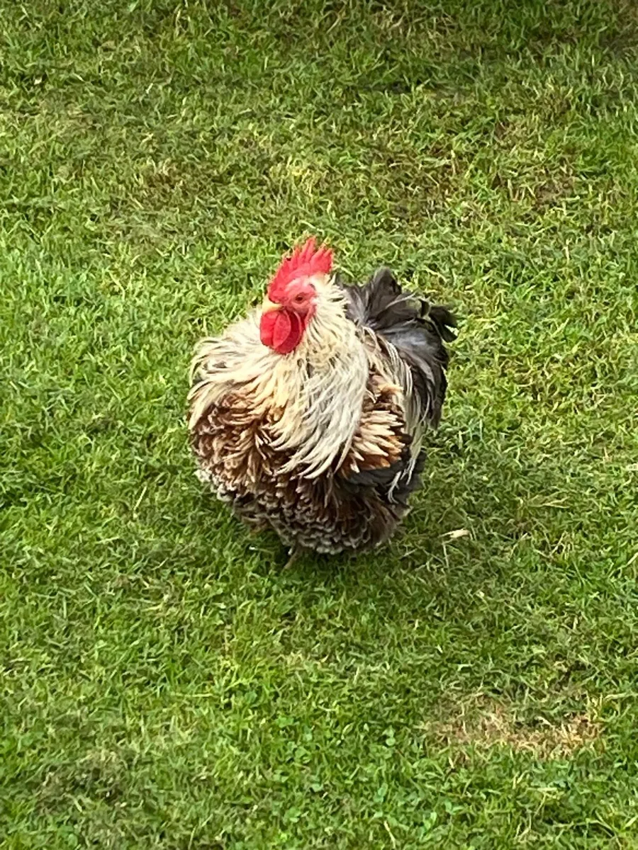Pekin Bantam - Image 3