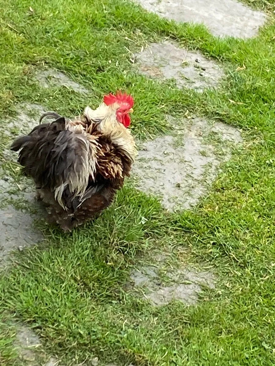 Pekin Bantam - Image 4