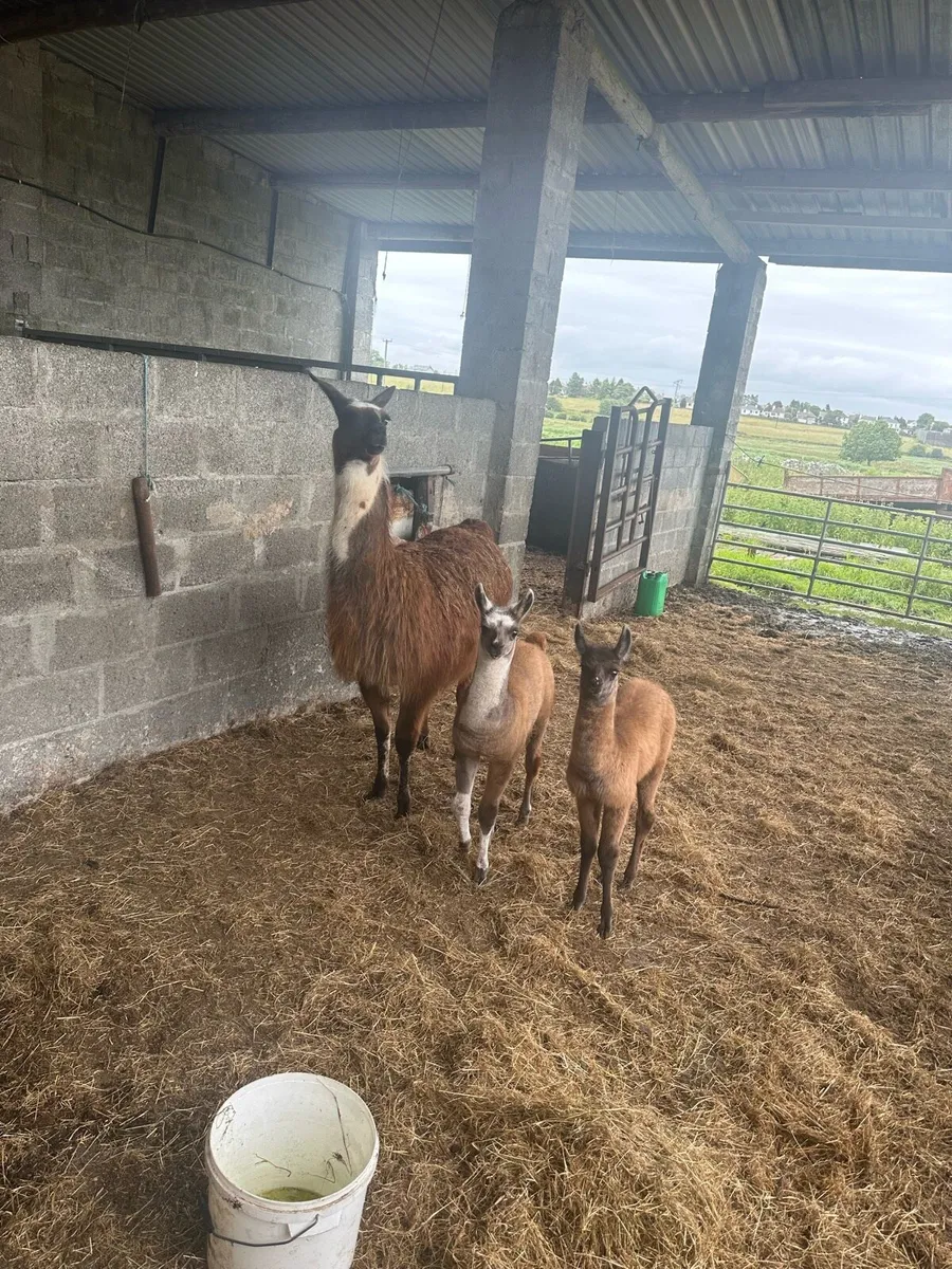 Llamas for sale - Image 3