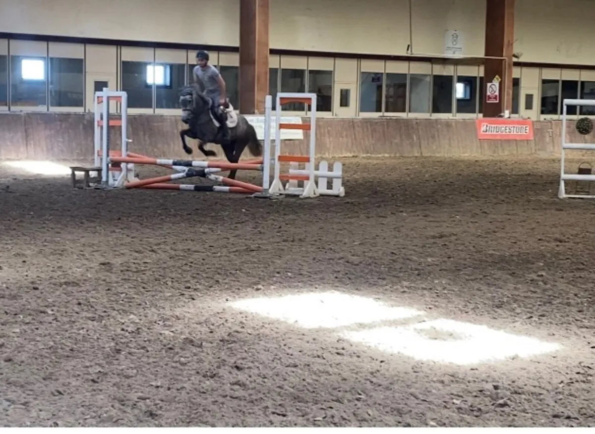 Lovely 4 yr old Connemara mare - Image 2