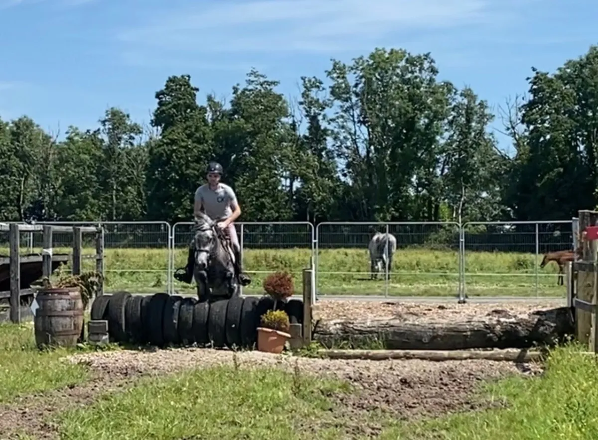 Lovely 4 yr old Connemara mare - Image 3