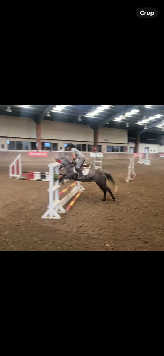 Lovely 4 yr old Connemara mare - Image 4