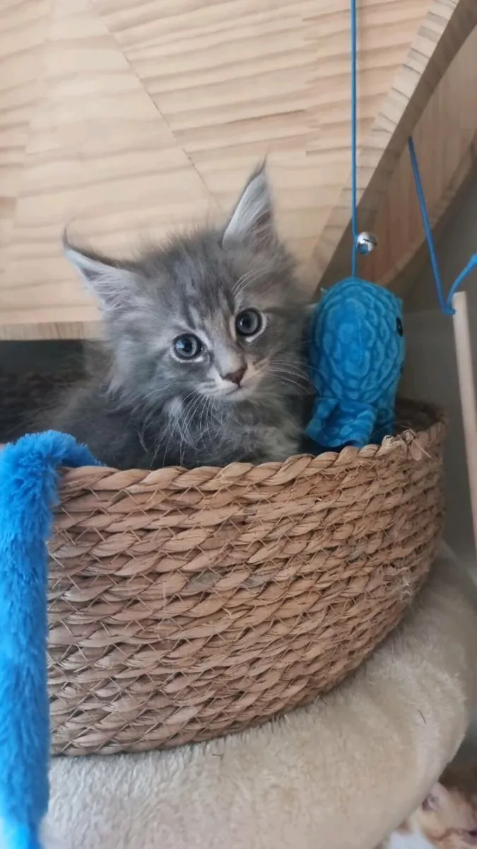 Blue smoke Maine Coon girl and boy available 💙 - Image 1