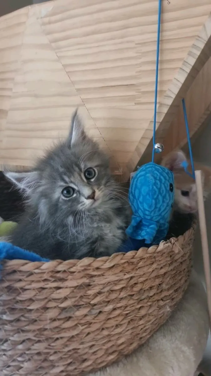 Blue smoke Maine Coon girl and boy available 💙 - Image 2