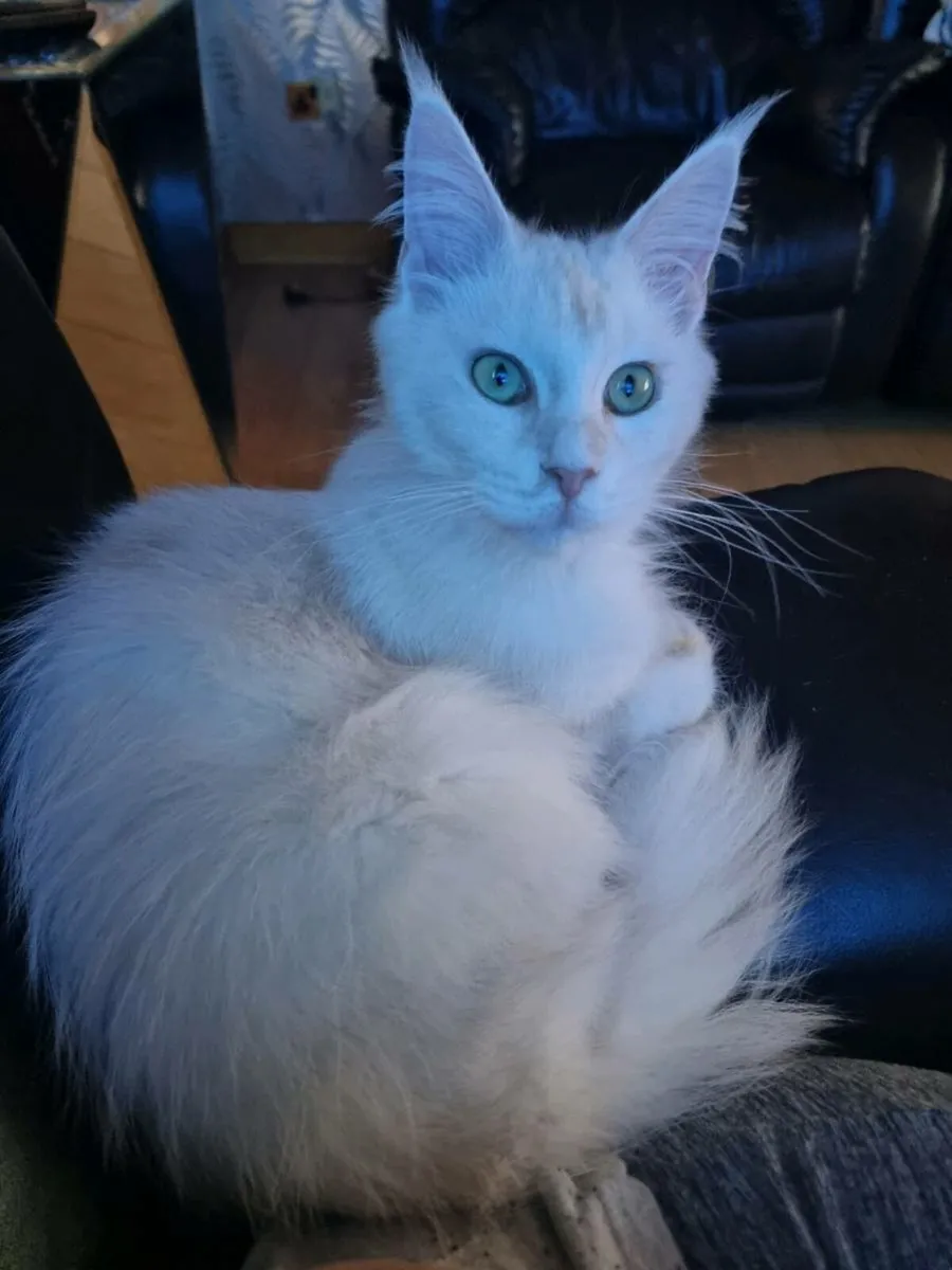 Maine coon boy available 💙 Last one! - Image 4