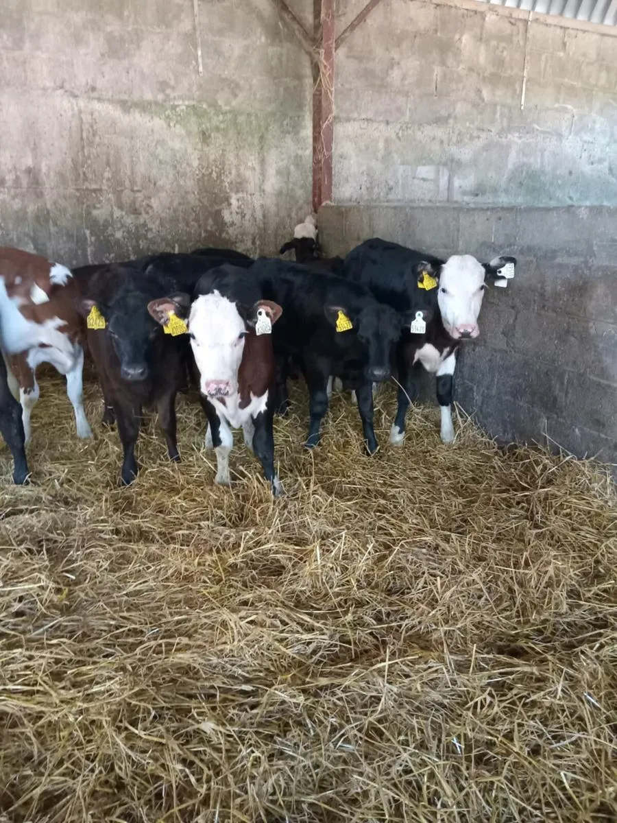 10 super quality reared calves - Image 1
