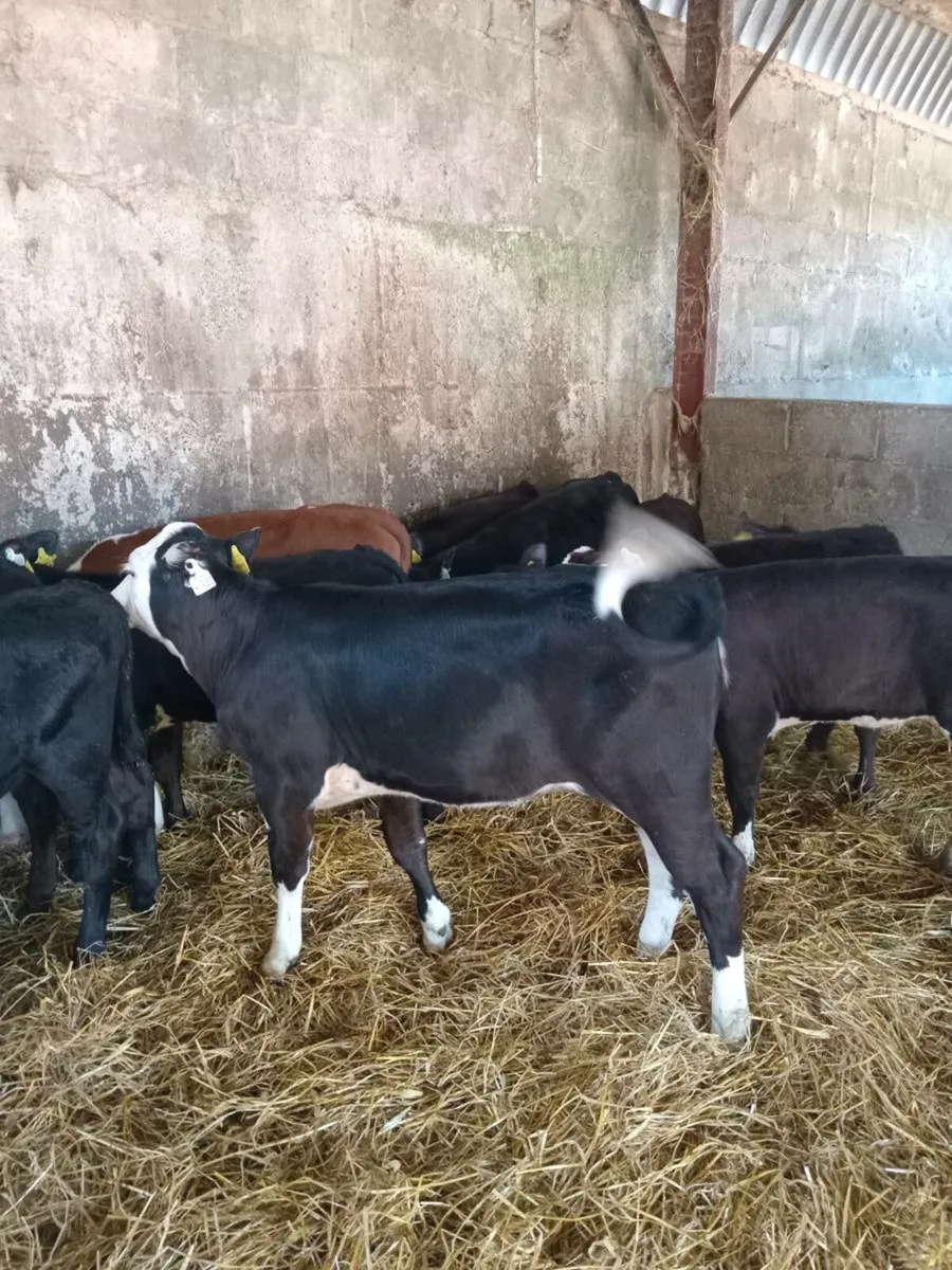 10 super quality reared calves - Image 2