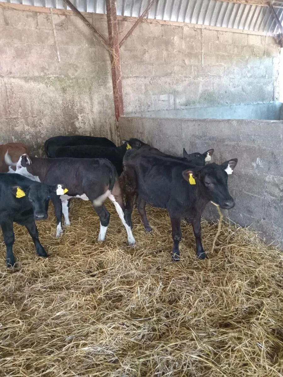 10 super quality reared calves - Image 3