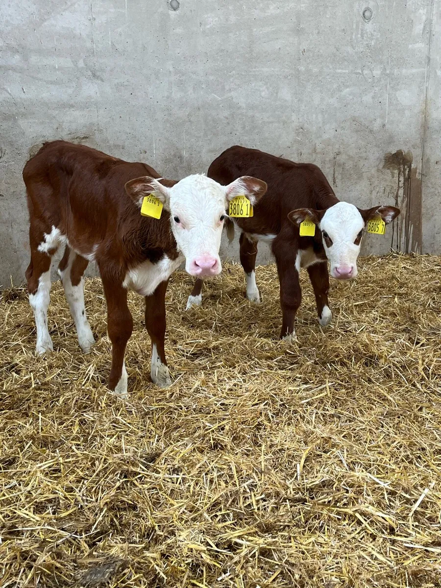2 Red White Head Heifer Calves - Image 1