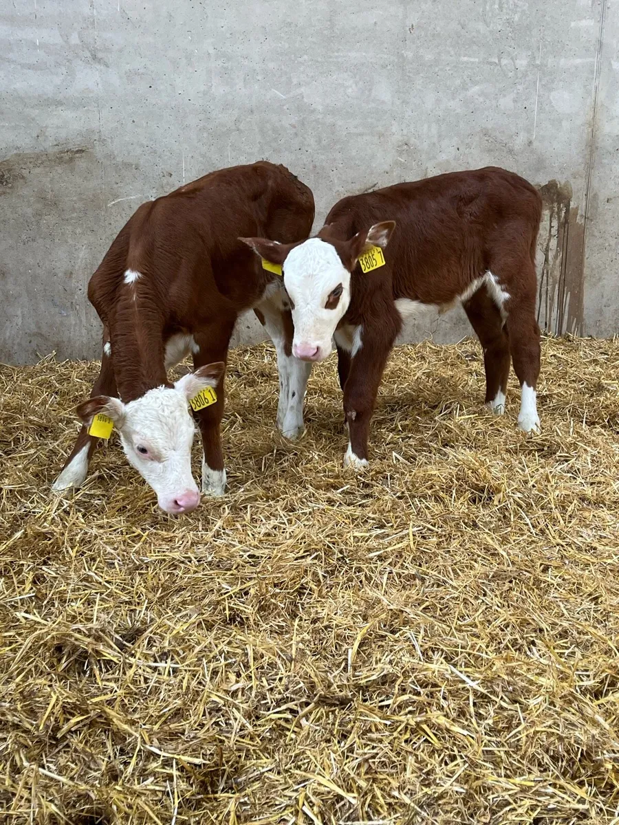 2 Red White Head Heifer Calves - Image 2