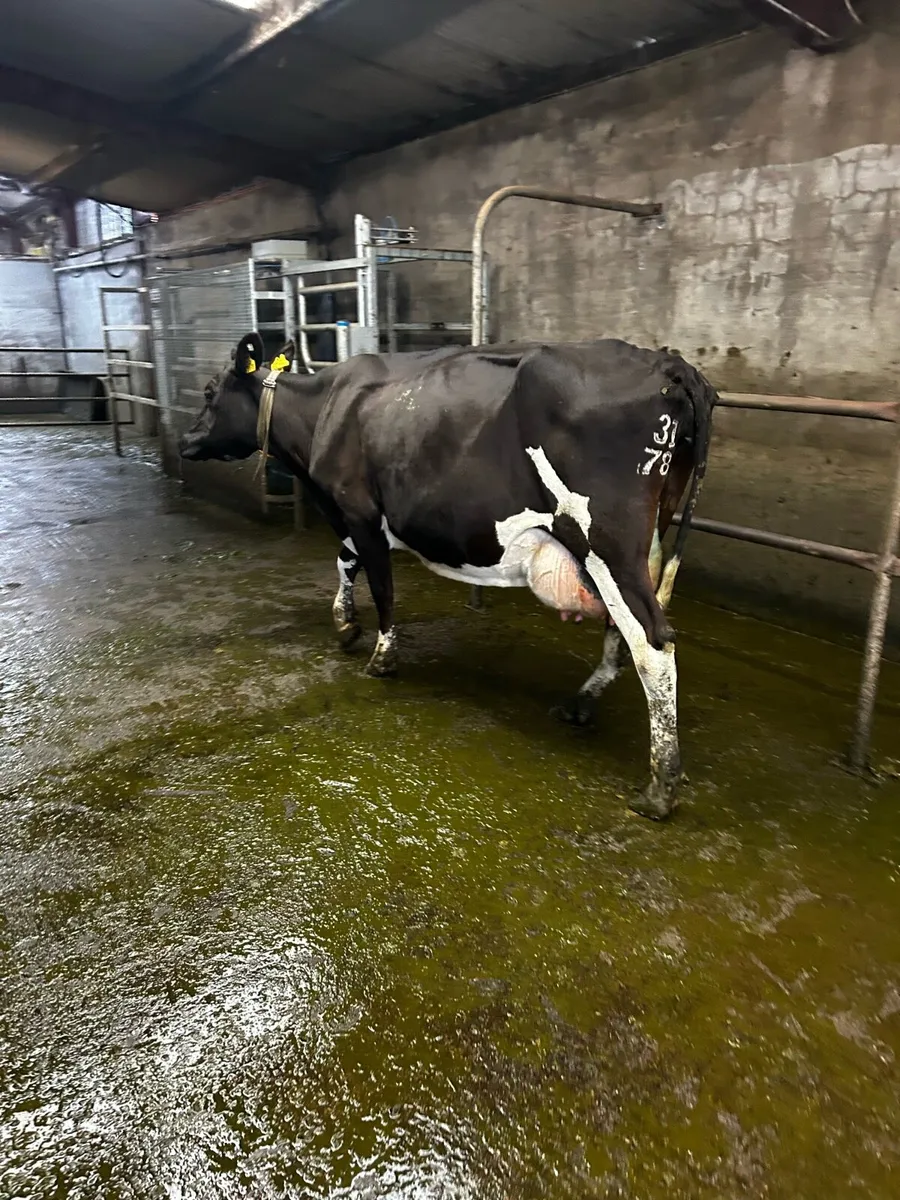 Cow suitable for rearing calves - Image 1