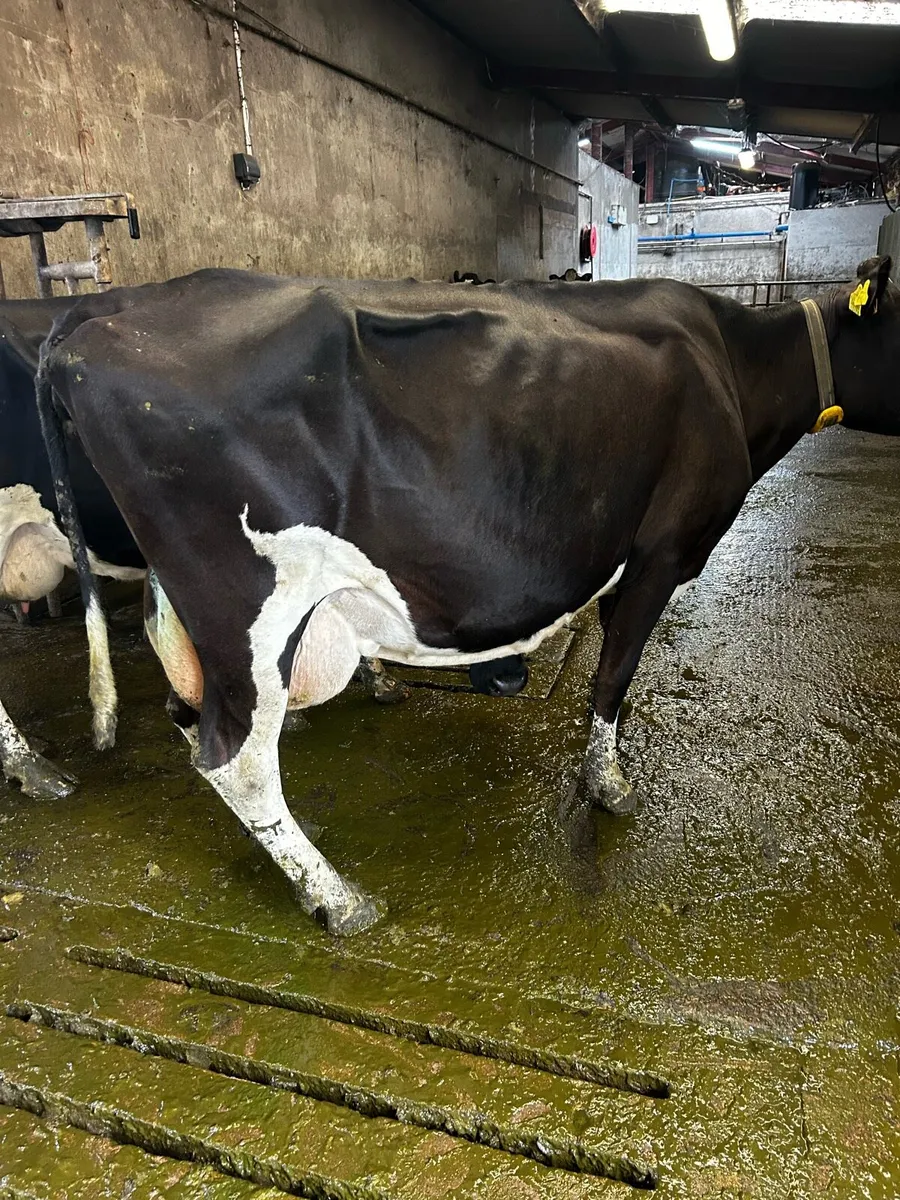 Cow suitable for rearing calves - Image 2
